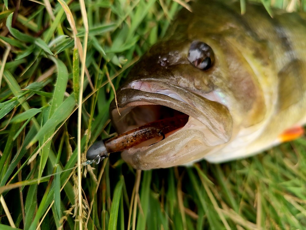 1 24.2.5 Perch brown softbait.jpg