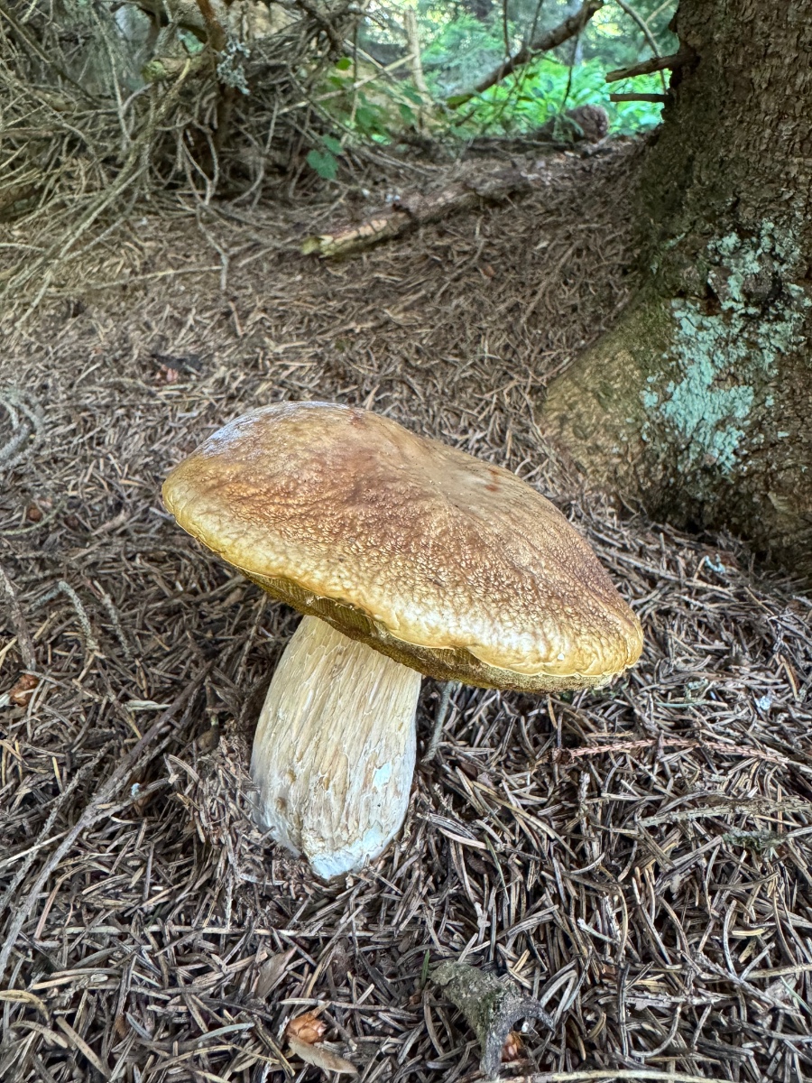 IMG_1973.jpeg